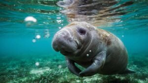 Manatee Pickup Lines